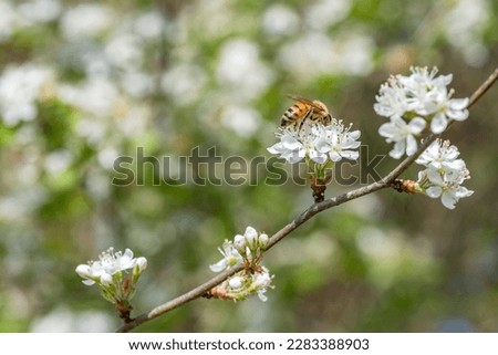 A honey bee visiting Crataegus marshallii flowers on a spring day.
