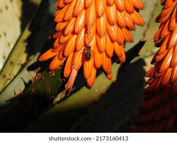 Honey Bee Visiting Flowers Of A Bitter Aloe 