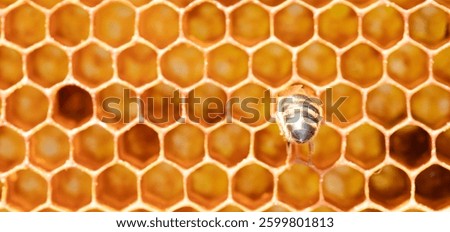 Honey bee walking across honeycomb in an apiary, busy in the creation of sweet, golden honey and contributing to nature's harmony