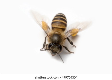 Honey Bee In White Background.