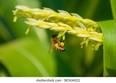 Honey Bee Worker Collecting Pollen From Flower Of Sweet Corn