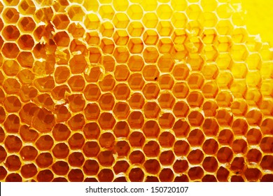 Honey Beehive