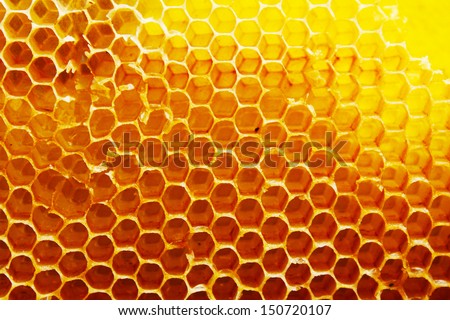 Honey beehive