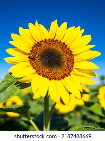 Honey been pollinating a sunflower - Shutterstock ID 2187488669
