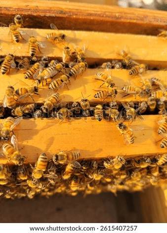 HONEY BEES ABOVE THE FRAMES IN THE BEE COLONY.