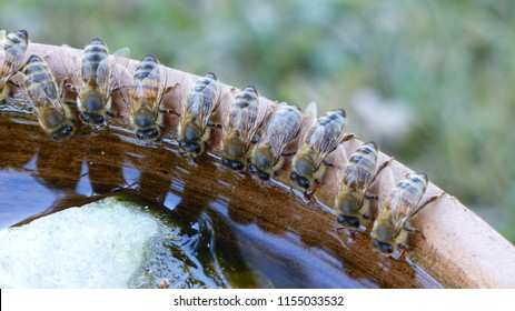 Honigbienen (Familie der Apidae) Trinkwasser. Ort: Bayern, Deutschland