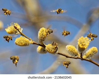 honey bees colleting pollen on blooming yellow catkins on pussy willow, close up pollination by Apis mellifera in spring