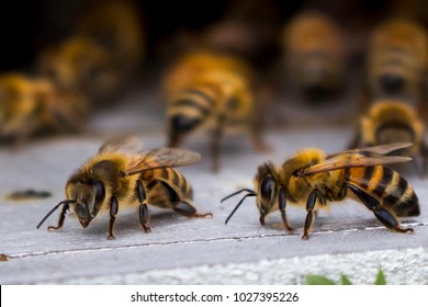 Honey Bees At Coming And Going At The Hive