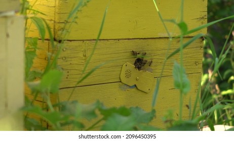 Honey Bees Enter The Hive Through A Special Hole. Home For Bees.