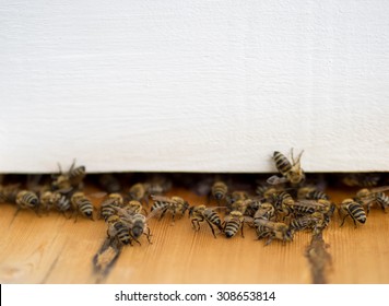 Honey bees at the entrance in beehive.  White background for your text about apiculture and bee honey.