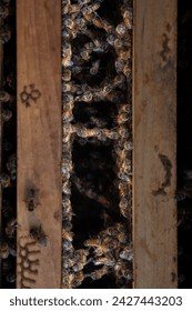 Honey bees festooning between frames