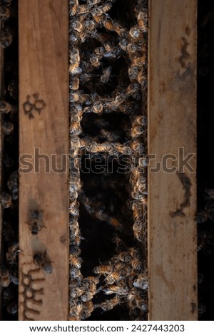 Honey bees festooning between frames