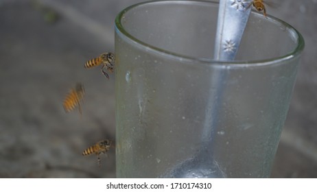 197 Glass parasitic fly Images, Stock Photos & Vectors | Shutterstock