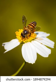 Honey Bees Are Flying Into Hairy Beggarticks