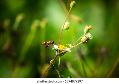 Honey Bees Are Flying Into Hairy Beggarticks