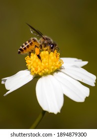 Honey Bees Are Flying Into Hairy Beggarticks