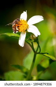 Honey Bees Are Flying Into Hairy Beggarticks