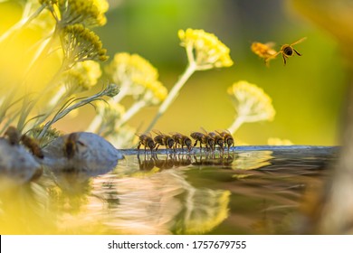 Honey Bees At The Fountain.  They Fill Up With Fresh Water And Fortify Themselves For The Next Flights Over The Adjacent Fields And Meadows.