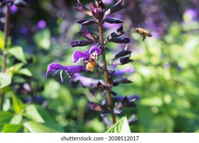 Honey Bees Go Crazy For Salvia ‘Amistad’ Sage.