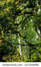 Honey Bees Nest Tree On The Forest