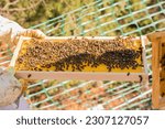 Honey bees on beehive at apiary