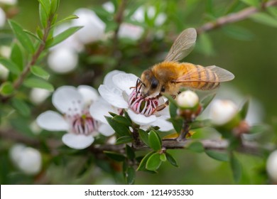 Honey Bees On Flowers Of The Manuka Tree From Which Comes Honey With Medicinal Properties 