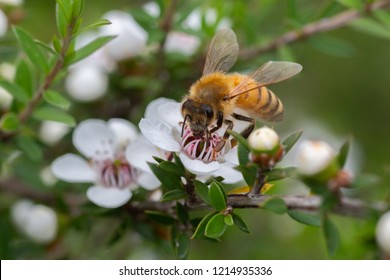 Honey Bees On Flowers Of The Manuka Tree From Which Comes Honey With Medicinal Properties 