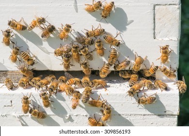 Honey Bees On Hive