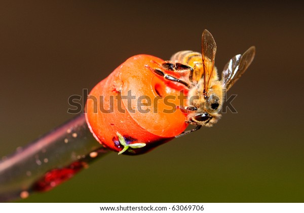 Honey Bees On Hummingbird Feeder Stock Photo Edit Now 63069706