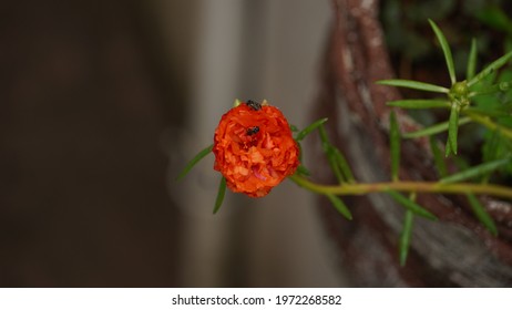 Flower That Blooms At 10 O Clock Images Stock Photos Vectors Shutterstock