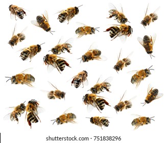 Honey Bees On White Background