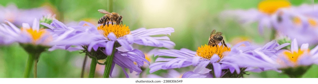 Honey bees Pollinates Aster alpinus or Alpine aster purple or lilac flower In a flower bed background. Purple flowers like a daisy in flower bed - Powered by Shutterstock