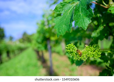 Honey bees pollinating vine blossom in vineyard in early spring