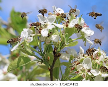 honey bees pollinating white blossoms of a pear tree with blue sky background, close up, macro shot of collecting bees
