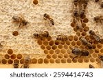Honey Bees producing honey on a honeycomb frame inside a Beehive from an apiary