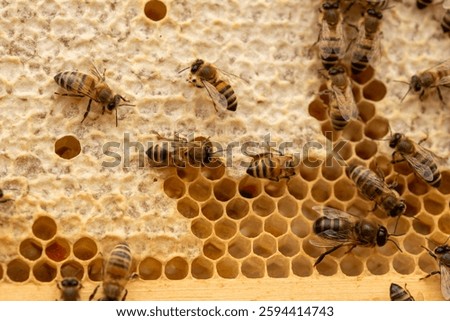 Honey Bees producing honey on a honeycomb frame inside a Beehive from an apiary