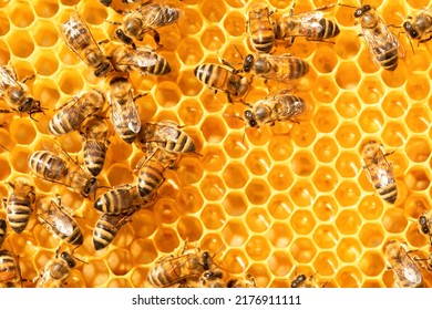 Honey bees store nectar on honeycombs. Wax, perga pollen and honey. - Powered by Shutterstock