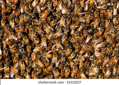 Honey Bees In A Swarm Make A Hive Background