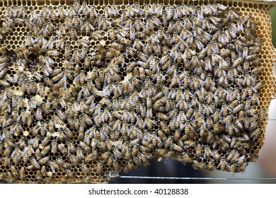 Top Bar Bee Hive Images Stock Photos Vectors Shutterstock