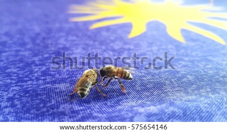 Honey bees under a sun on blue materia co-operatively collecting spilled honeyl. 