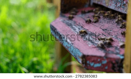Honey Bees and Visible Pollen at Rustic Hive Entrance 