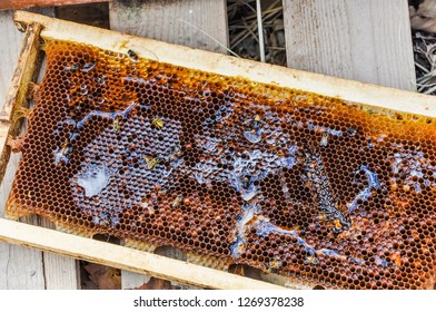 Honey cell in nature
