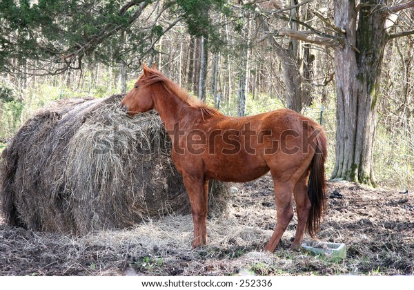 millets equestrian