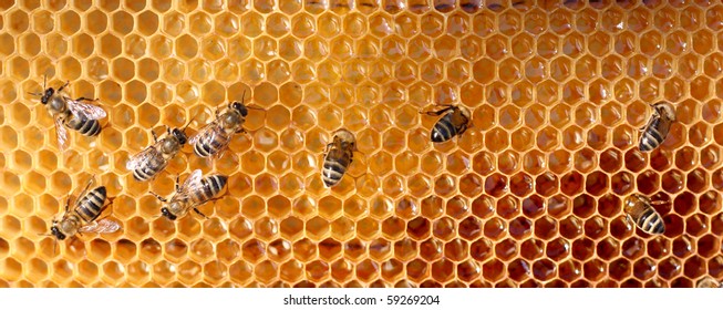 Honey Comb And A Bee Working