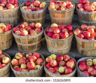 Honey Crisp, Red Delicious Apples At A Farmers Market.  Organic And Freshly Picked Fruit Ready To Be Eaten.  Fall Autumn Harvest.  Bushel Baskets