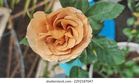 Honey dijon rose en