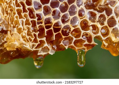 Honey dripping from honey comb on nature background, close up. Thick honey dripping from the honeycomb. Healthy food concept - Powered by Shutterstock