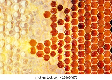 Honey In Frame. Texture Design.