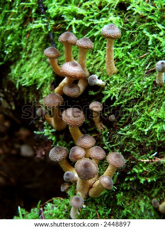 Honey fungus mushrooms in a dark forest on a trunk