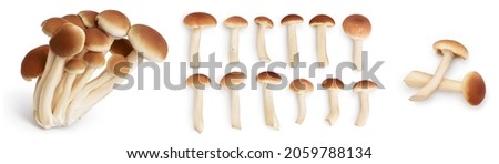 honey fungus mushrooms isolated on white background with clipping path and full depth of field. Set or collection